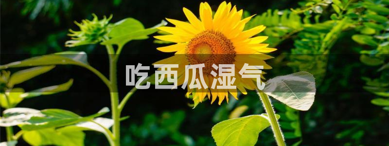 ccgg.ct今日吃瓜：吃西瓜湿气