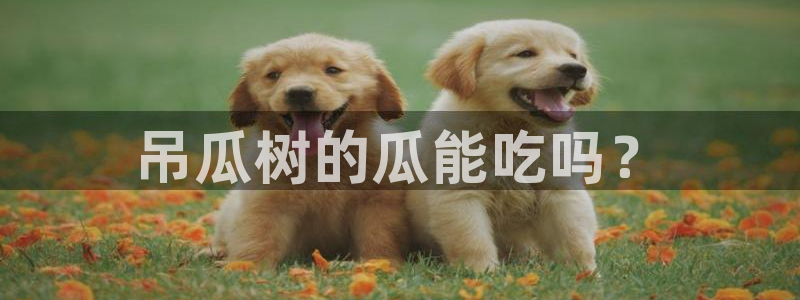 51吃瓜nanataipei：吊瓜树的瓜能吃吗？